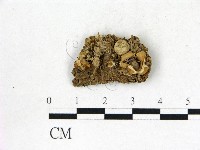 藏品(地星屬)的圖片