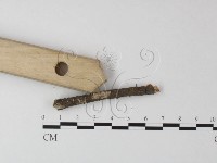 藏品(小皮傘屬)的圖片