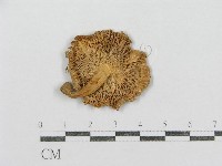藏品(紅菇屬)的圖片