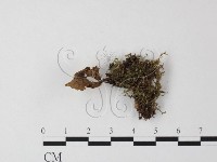 藏品(小菇屬)的圖片