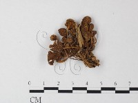 藏品(小菇屬)的圖片