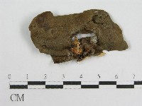 藏品(微皮傘屬)的圖片