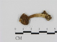 藏品(乳菇屬)的圖片