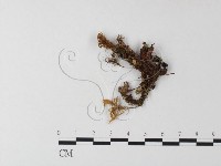 藏品(小菇屬)的圖片