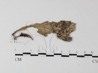 藏品(小皮傘屬)的圖片