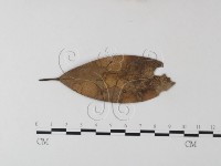 藏品(小皮傘屬)的圖片