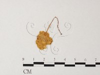 藏品(小菇屬)的圖片