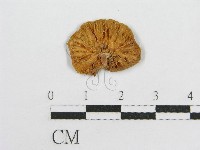 藏品(微皮傘屬)的圖片