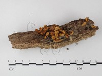 藏品(小菇屬)的圖片