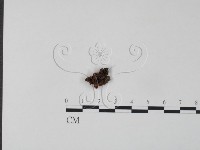 藏品(銀耳屬)的圖片