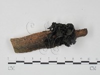 藏品(銀耳屬)的圖片