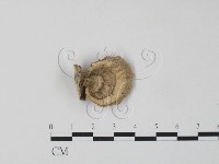 藏品(栓菌屬)的圖片