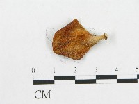 藏品(多孔菌屬)的圖片