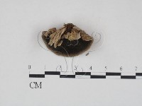 藏品()的圖片