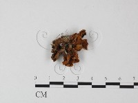 藏品()的圖片
