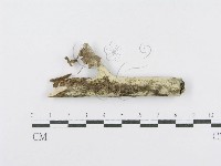 藏品(射脈菌屬)的圖片