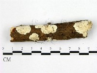 藏品(多年臥孔菌屬)的圖片