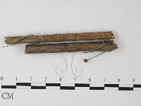 藏品(小皮傘屬)的圖片