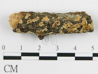 藏品(盤革菌屬)的圖片