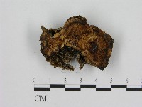 藏品(寡孔菌屬)的圖片