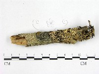 藏品(花耳屬)的圖片