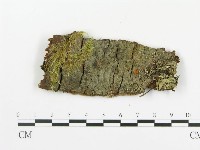 藏品(串擔革菌屬)的圖片