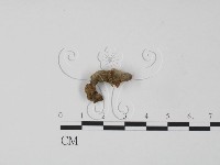 藏品(韌革菌屬)的圖片