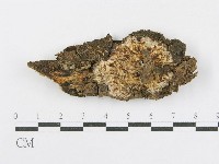 藏品(射脈菌屬)的圖片