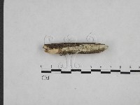 藏品(絲齒菌屬)的圖片