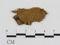 藏品(刺革菌屬)的圖片