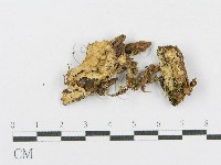 藏品(射脈菌屬)的圖片