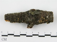 藏品(盤革菌屬)的圖片