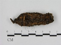 藏品(寡孔菌屬)的圖片