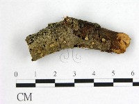 藏品(花耳屬)的圖片