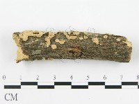 藏品(盤革菌屬)的圖片