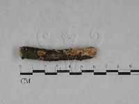 藏品(薄孔菌屬)的圖片