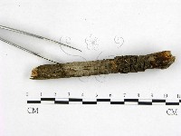 藏品(花耳屬)的圖片