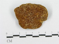 藏品(木層孔菌屬)的圖片