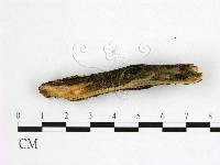 藏品(花耳屬)的圖片