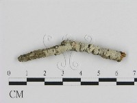 藏品(絲皮菌屬)的圖片