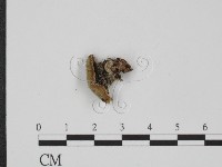 藏品(附毛菌屬)的圖片