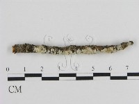 藏品(絲皮菌屬)的圖片