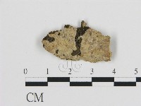 藏品(絲皮菌屬)的圖片