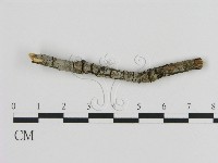 藏品(絲皮菌屬)的圖片