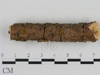 藏品(刺革菌屬)的圖片