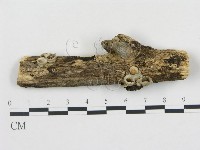 藏品(黑蛋巢菌屬)的圖片