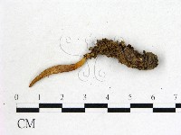 藏品(蟲草屬)的圖片