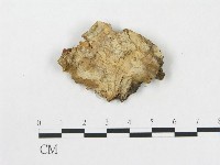 藏品(樹脂殼菌屬)的圖片