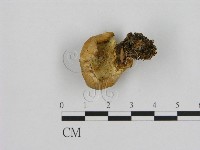 藏品(寡孔菌屬)的圖片