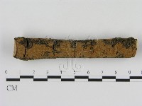 藏品(刺革菌屬)的圖片